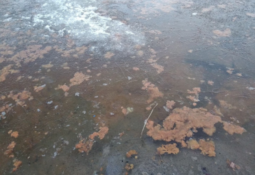 В Онежское озеро сливаются канализационные стоки
