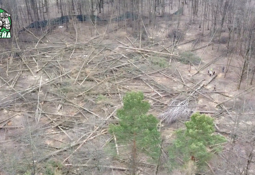 «ЭКОРЕЙД»: В Ленинском городском округе продолжается незаконная вырубка деревьев в Бутовском лесу