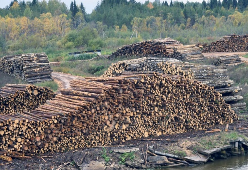 Глава Минприроды заявил, что Россия может запретить экспорт леса в Китай