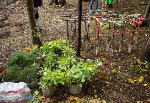 Эко-активисты высадили деревья в подмосковном Красногорске