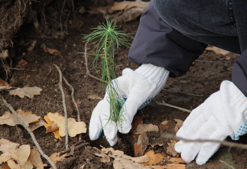 Волонтерский корпус ВООП высадил деревья в Раменском