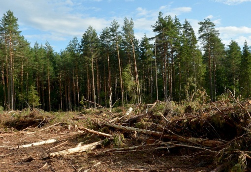 Под Красноярском была обнаружена незаконная вырубка леса